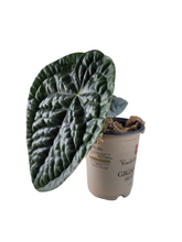 Load image into Gallery viewer, Anthurium Luxurians Red
