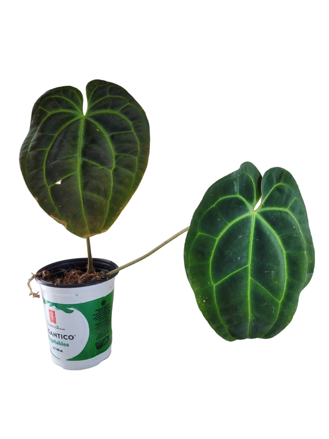 Anthurium Besseae Dark