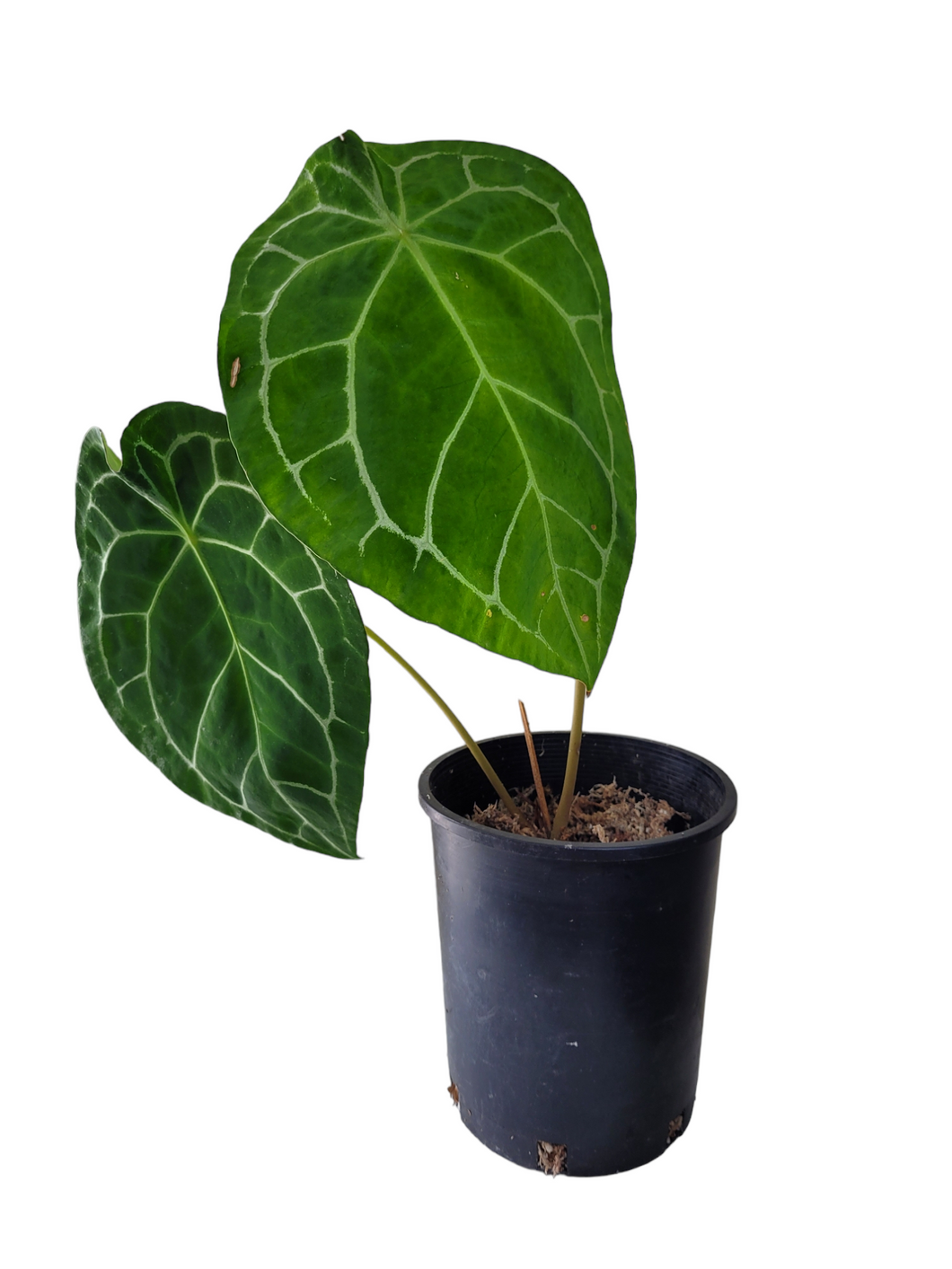 Anthurium Forgetii White Stripes