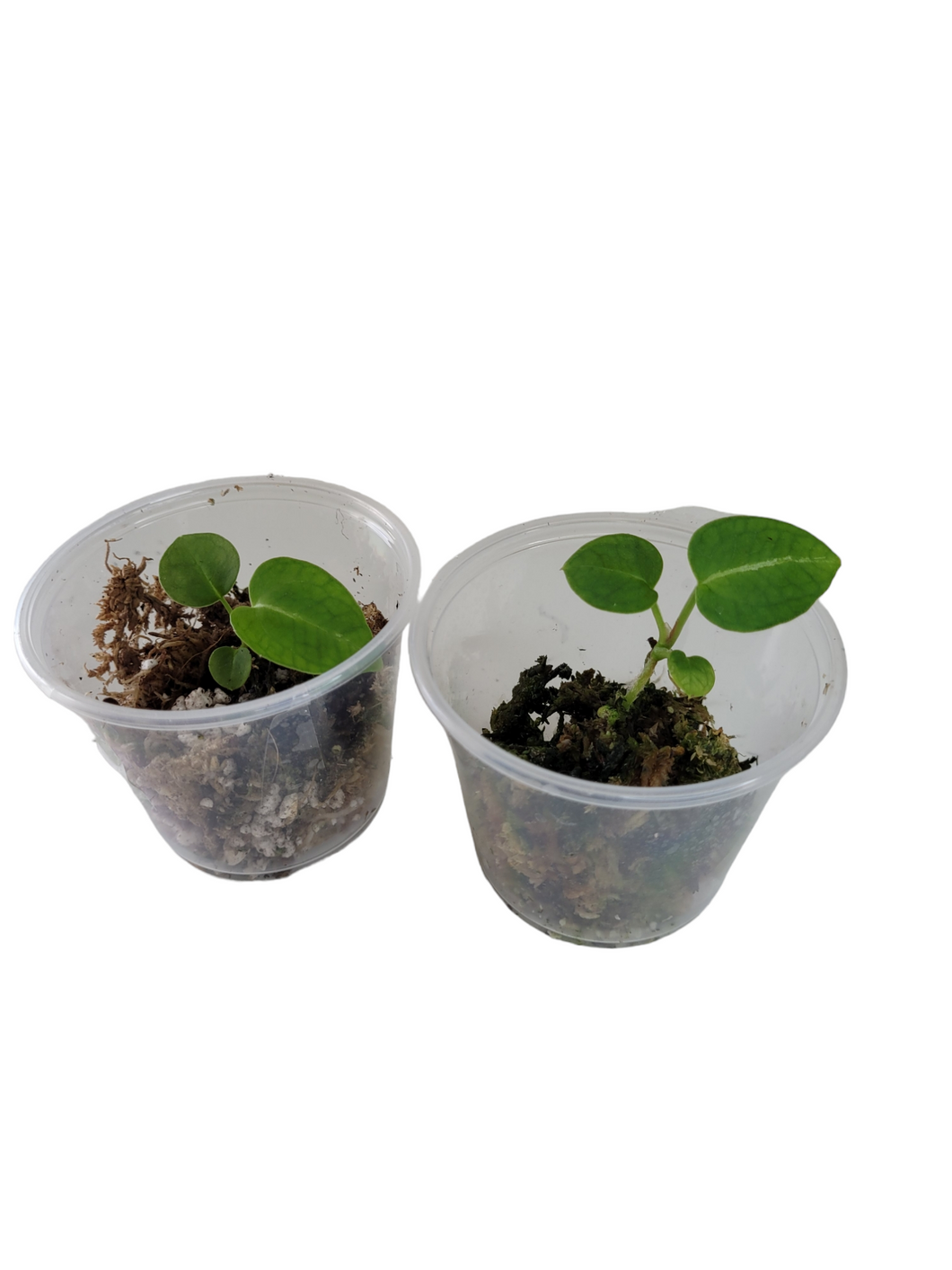 Anthurium Luxurians x Crystallinum Dark Seedling