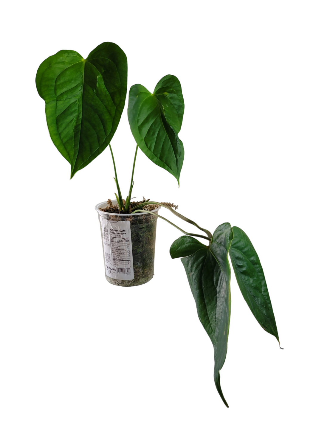 Anthurium Veitchii aff.