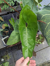 Load image into Gallery viewer, Anthurium FTBG x Bat Boy Seedling
